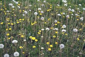 Chrysanthemum flowers symbolise devoted love, happiness and longevity making them perfect to give to your partner on your 13th wedding anniversary! Interesting Meaning And Symbolism Of Dandelion Flowers And Tattoo Florgeous
