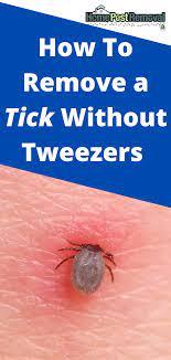 Maybe you would like to learn more about one of these? How To Remove A Tick Without Tweezers Ticks How To Remove A Tick Tick Removal