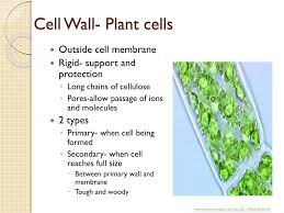 We did not find results for: Ppt Cell Structure And Function Powerpoint Presentation Free Download Id 6121317