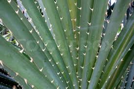 Image result for Pandanus odoratissimus