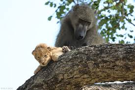 Baboon Kidnaps Lion Cub Africa Geographic