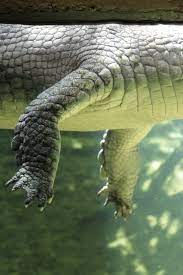 Favorites Divya Animals Wild Jungle Animals Reptiles And Amphibians