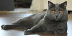 5 Things to Know About Chartreux Cats - Petful