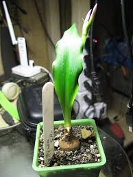 Image result for Dipcadi rigidifolium