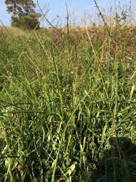 Image result for Sacciolepis africana