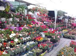 Piata De Flori Bucuresti