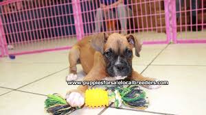 Maybe you would like to learn more about one of these? Puppies For Sale Local Breeders Beautiful Happy Boxer Puppies For Sale Near Atlanta Georgia At Puppies For Sale Local Breeders