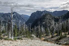 Washington is home to a wide variety of trees, many not found elsewhere in north america. Why The Endangered Species Act Can T Save Whitebark Pines High Country News Know The West
