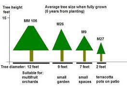 Hedge rowed fruit (first number spacing between plants, second number spacing between rows). Fruit Tree Rootstock And Tree Size Suffolk Fruit And Trees The Fruit Tree Specialists