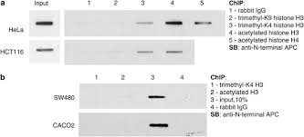 Their business is recorded as sole proprietor. Truncation Mutations Abolish Chromatin Associated Activities Of Adenomatous Polyposis Coli Oncogene