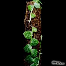 Image result for Rorippa cryptantha