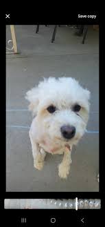 this is a shared post. Please contact the original poster if you see this  dog