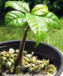 Image result for Entandrophragma caudatum