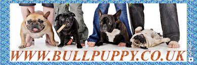 They are loved from birth and are. British English French Bulldog Breeder Kennel Club Assured Breeder French Bulldog Breeder French Bulldog Puppies For Sale Find Puppy Stud French Bulldog