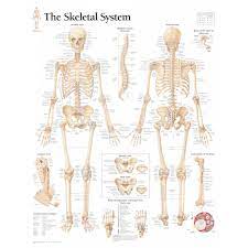 'human skeleton anatomy anatomical chart poster print' posters | allposters.com. Labeled Human Skeletal System Anatomical Chart
