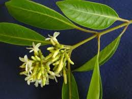 Image result for Diplolophium africanum