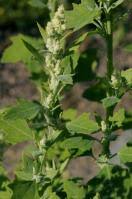 Image result for Chenopodium olukondae