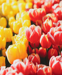Pin On Tulip