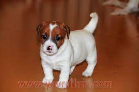satilik jack russell yavrulari yavru kopek ilani kopek yavru kopek