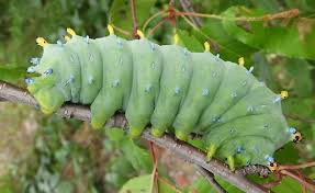 Feb 18, 2021 · the cecropia moth (hyalophora cecropia). Cecropia Moth Caterpillar Hyalophora Cecropia Bugguide Net