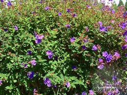 Maybe you would like to learn more about one of these? Tibouchina Urvilleana From Burncoose Nurseries