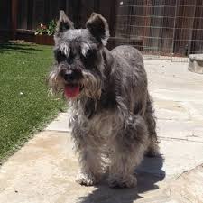 Welcome to california schnauzers after 20 years of breeding in california, we have opted for a change. Ca Mini Schnauzers Cms Rescue Twitter