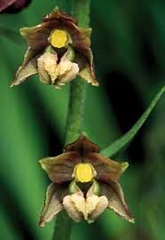 Image result for Habenaria uncicalcar