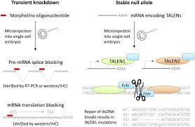 Gene Knockdown An Overview Sciencedirect Topics