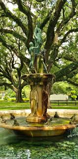 Image result for Hyparrhenia nyassae