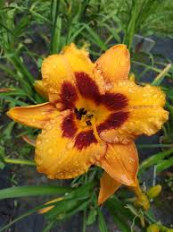 It is compact, vigorous, fragrant and enjoys profuse blooms over an extremely long blooming period. Daylily Racing Tiger Perennial For Garden Flowerbeds Hemerocallis Dolce