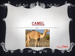 Each gap represents a missing word or phrase. An Essay On Camel In English Language Youtube