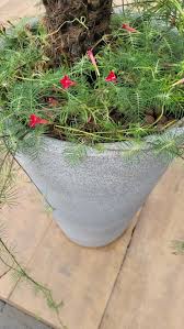 Image result for Ipomoea quamoclit