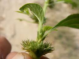 Image result for Amaranthus thunbergii