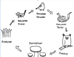 Rantai makanan sering digunakan sebagai ilustrasi untuk memahami proses makan dan dimakan yang terjadi pada makhluk hidup. Gambar Rantai Makanan Dan Proses Makan Dimakan Dalam Ekosistem Kumparan Com