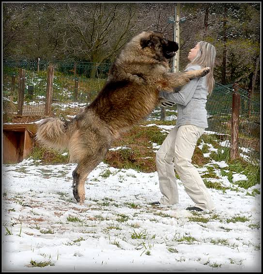Ch. "Atlas" Borealkaukaz | Pastor Del Cáucaso | Thevenet Golden Retrievers
