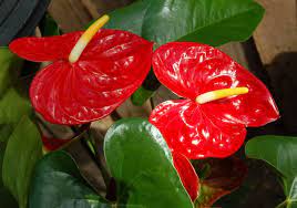 Introduction To The Arum Family By Lyndon Penner Edmonton Horticultural Society