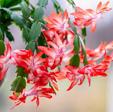To fix it, water more frequently (but take care to avoid overwatering, too. Christmas Cactus Christmas Cactus Care How To Rebloom Buy Online