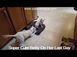 Remembering ytmnd classic 'can't break my stride'. Super Cute Betty And Bonnie Video This Is Steven Crowder S New Female Dogo Argnetino Puppy Betty Steven Has A Talk Show Louder With Cr Super Cute Cute Bonnie