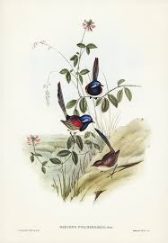 Free Public Domain Www Rawpixel Com Beautiful Wren Malurus Pulcherrimus Illustrated By Elizabeth Gould In 2020 Bird Illustration Free Illustrations Illustration