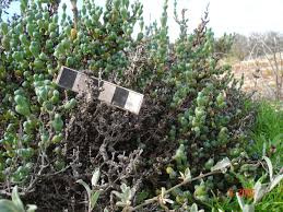 Image result for Halosarcia