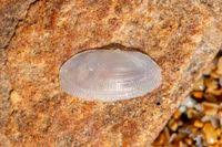 Image result for Galeomma