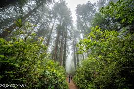 Maybe you would like to learn more about one of these? Lady Bird Johnson Grove Trail Redwood Proartinc