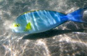 The Blue And Yellow Pualu Surgeonfish Fish Story Kauai Travel Yellow Fish Fish
