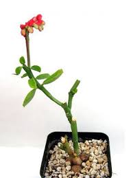 Image result for Monadenium