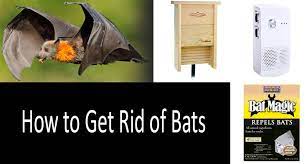 They generally emerge from their roosts in caves, attics, or trees at dusk and hunt for insects into the night. How To Get Rid Of Bats Best Repellents And Ways 2021 Detailed Guide