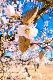 Maybe you would like to learn more about one of these? Ripe Almond Nuts And Flowers On Blossoming Almond Tree Stock Photo Picture And Royalty Free Image Image 95185967