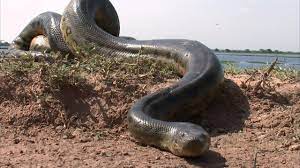 Is This The Biggest Snake In The World Giant Anaconda Anaconda Snake Giant Snake
