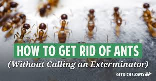 Sugar ants can be an indoor or outdoor pest. How To Get Rid Of Ants Without Calling An Exterminator Get Rich Slowly
