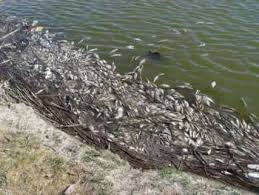 Climate Change Could Lead To More Massive Fish Kills In Texas Stateimpact Texas