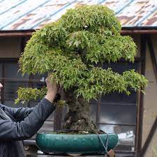 The stake is pushed into the soil at the base of the tree to allow the roots to be fed directly. Trident Maple Bonsai Care Bonsaischule Wenddorf